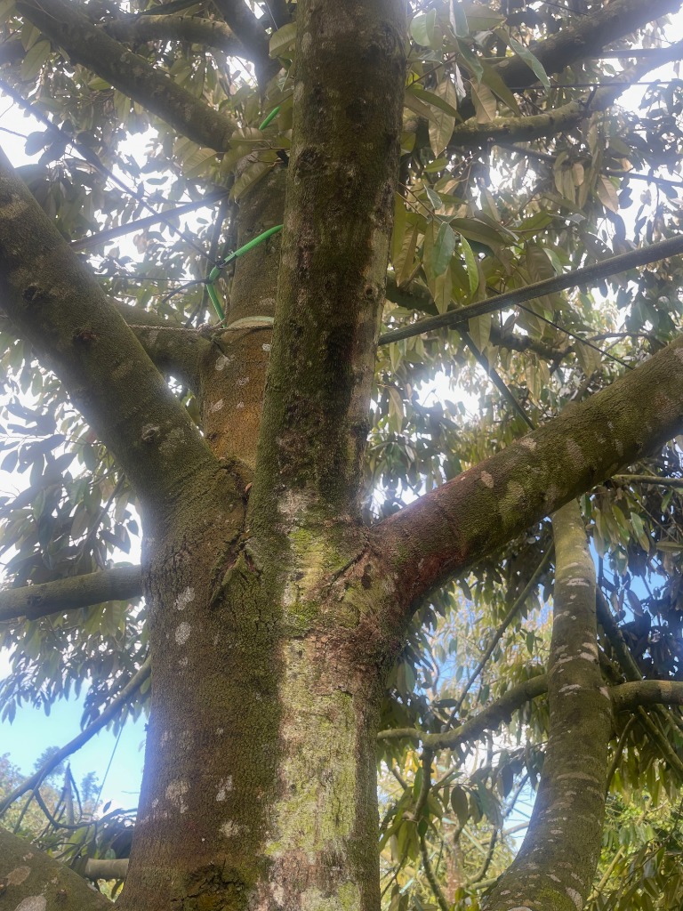 Cây sầu riêng bị rong rêu bám thân